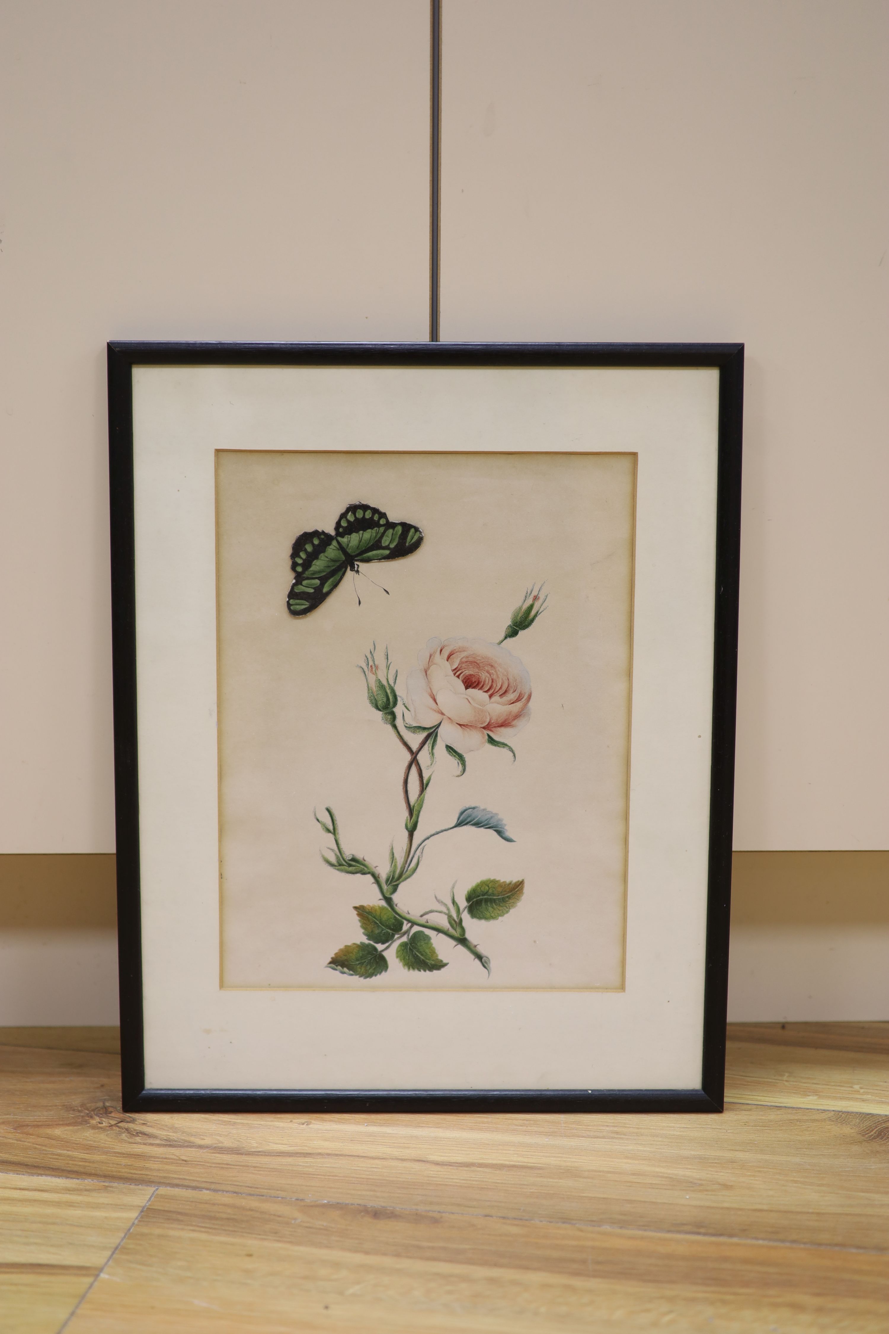A Victorian watercolour, botanical study of a rose with an applied painted butterfly, 31 x 23cm